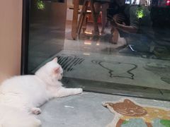 -山宅一喵德文卷毛猫舍