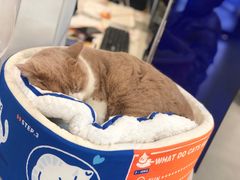 -伟伟宠物医院·CT影像中心·瑞派犬猫综合性门诊(汉口总院)