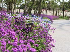 -上海共青森林公园