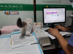 -半岛宠物医院24小时(科华中路店)