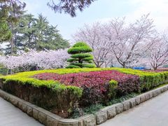-武汉大学-樱园