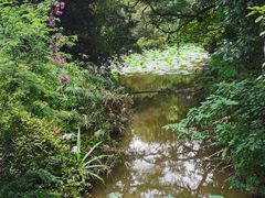 -南宁良凤江国家森林公园