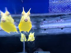 -烟台海昌鲸鲨海洋公园