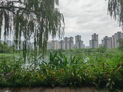 -洋湖国家湿地公园