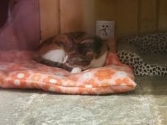 -猫咪博物馆(顶澳仔猫街店)