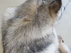 -怪兽屋·羊驼·猫咖·狗咖(俊华广场店)