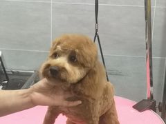 -宠福鑫康馨动物医院·骨科·眼科