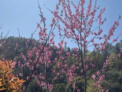 -桃花岭景区