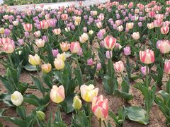 -石家庄市植物园