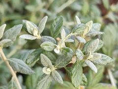 -七宝老街-闵行市民文化广场