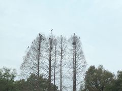 -西湖外事游船(花港观鱼码头)