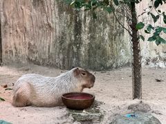 -清迈夜间动物园