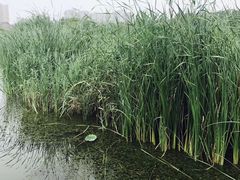 -前关湿地公园
