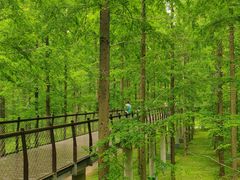 -黄海国家森林公园