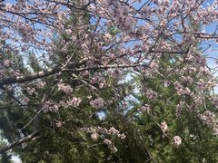 -桃花堤公园