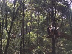 -衢州大荫山丛林飞越探险乐园