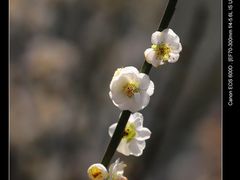 -北京鹫峰国家森林公园