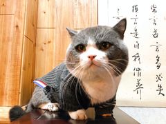 -福尔喵斯探案馆实景搜证·沉浸式剧本杀