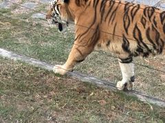 -深圳野生动物园