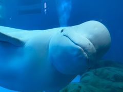 -海合安成都极地海洋公园
