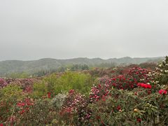 -贵州百里杜鹃风景名胜区