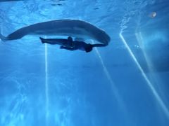 -芜湖新华联大白鲸海洋公园