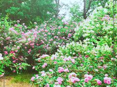 -国家植物园