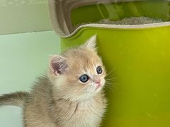 -青奢宠物·青奢猫舍