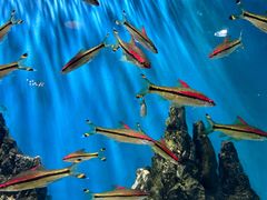 -海合安武汉极地海洋公园