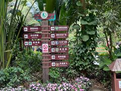 -西双版纳原始森林公园