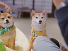 -逗柴咖啡屋·狗咖猫咖宠物桌游