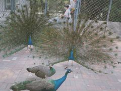 -长白岛森林公园