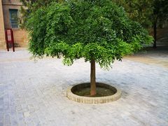 -延安杨家岭革命旧址