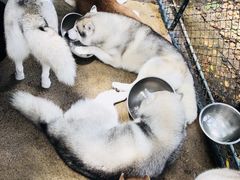 -TrueLove @ Neverland (Husky Cafe)