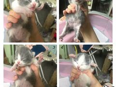 -喵zoo家庭繁育猫舍(尖东智能花园店)