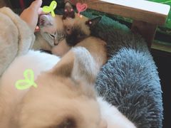 -吉丁鸟咖·异宠·寄养