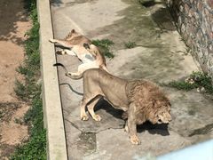 -西霞口神雕山野生动物世界