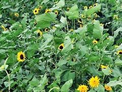 -北京东方普罗旺斯薰衣草庄园