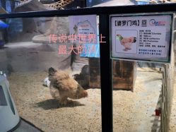 婆罗门鸡-酷嗒动物文化乐园(cutezoo西溪乐天城店)