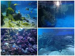 -大连老虎滩海洋公园