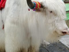 -叠溪松坪沟景区