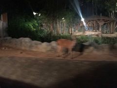 -清迈夜间动物园
