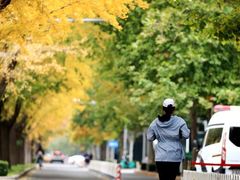 -三里屯东五街银杏大道