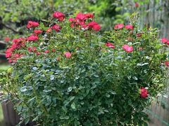 -大可堂普洱茶馆(襄阳南路馆)