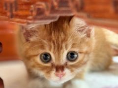 -纳吉亚猫专科动物医院博雅分院