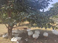 -芒洲湿地公园