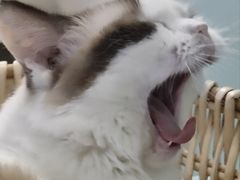 -怪兽屋·羊驼·猫咖·狗咖(俊华广场店)