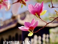 -白云观