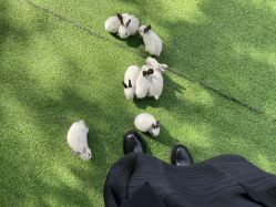 -萌宠亲子动物乐园(槐房万达店)