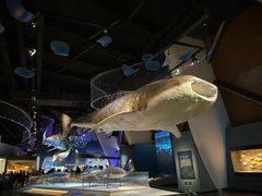 -贝林大翅鲸简餐厅(国家海洋博物馆店)